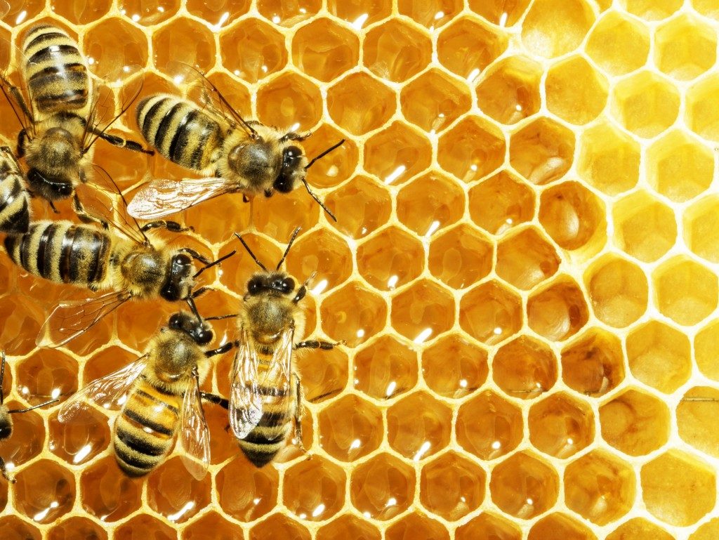 Bees woking, adding honey in honeycombs