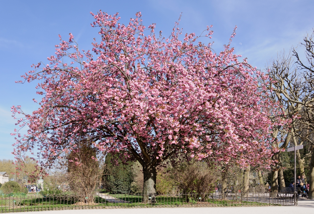 kwanzan cherry tree Prunus serrulata