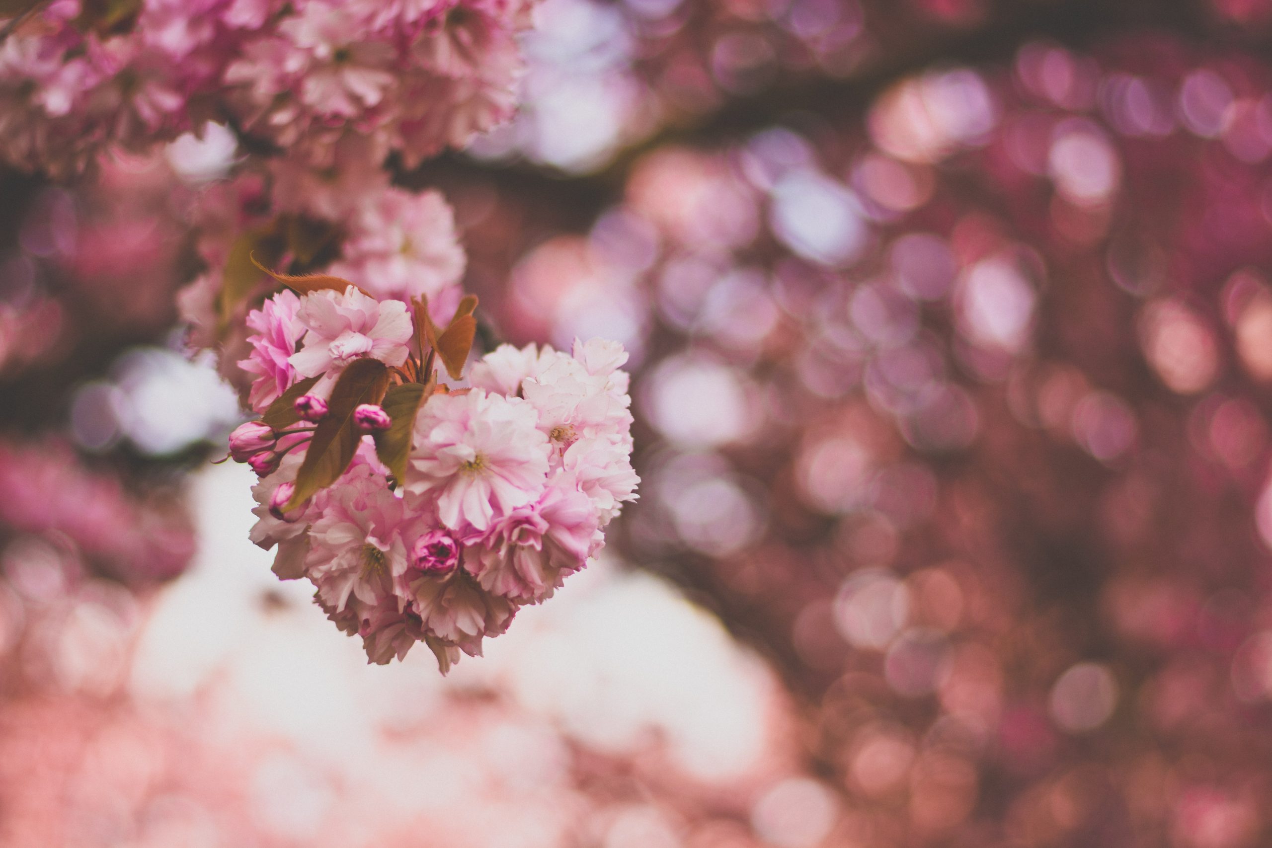 How To Grow A Kwanzan Cherry Tree Smart Ways To Live how-to-grow-a-kwanzan-cherry-tree-smart-ways-to-live