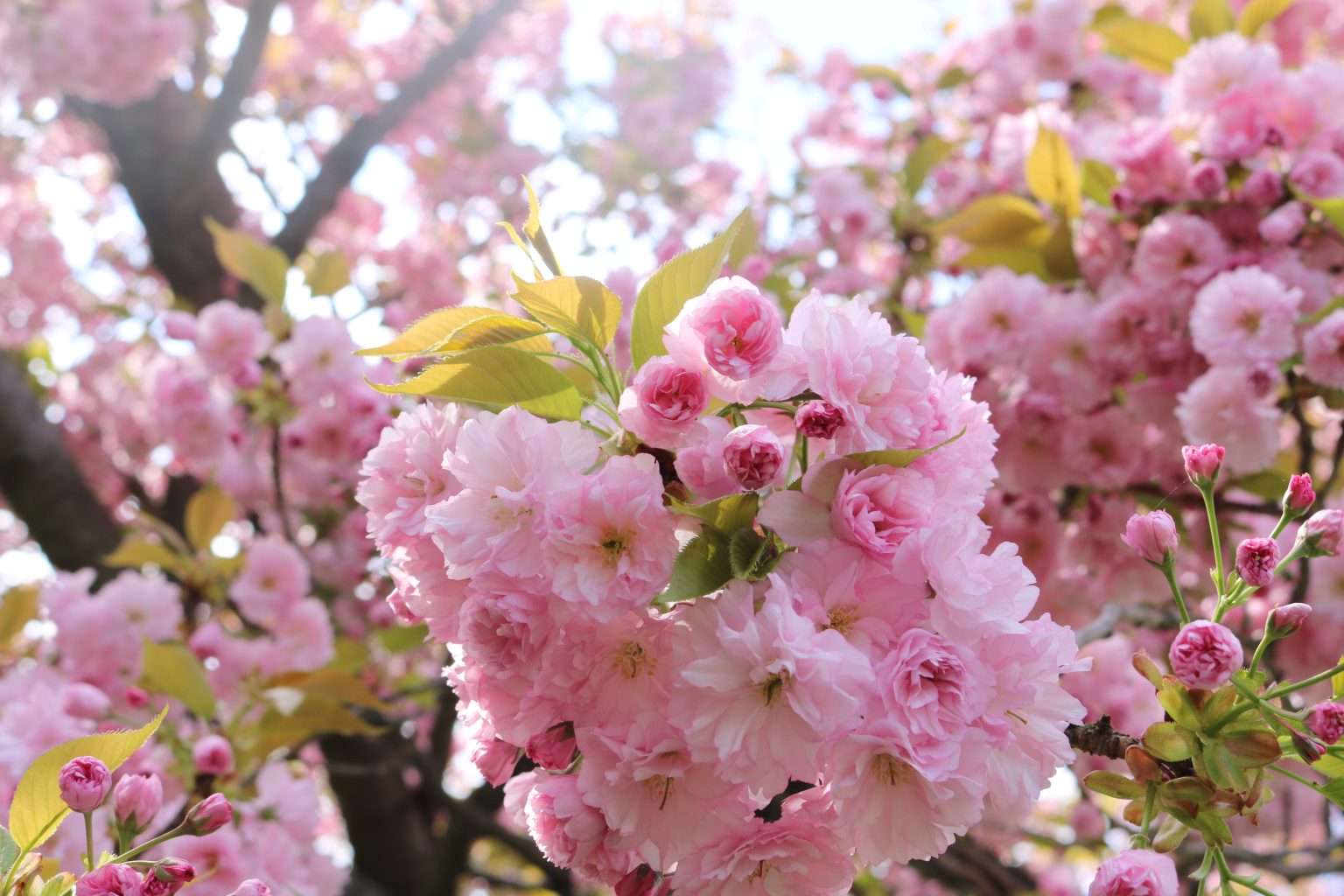 How to Grow a Kwanzan Cherry Tree | Smart Ways To Live